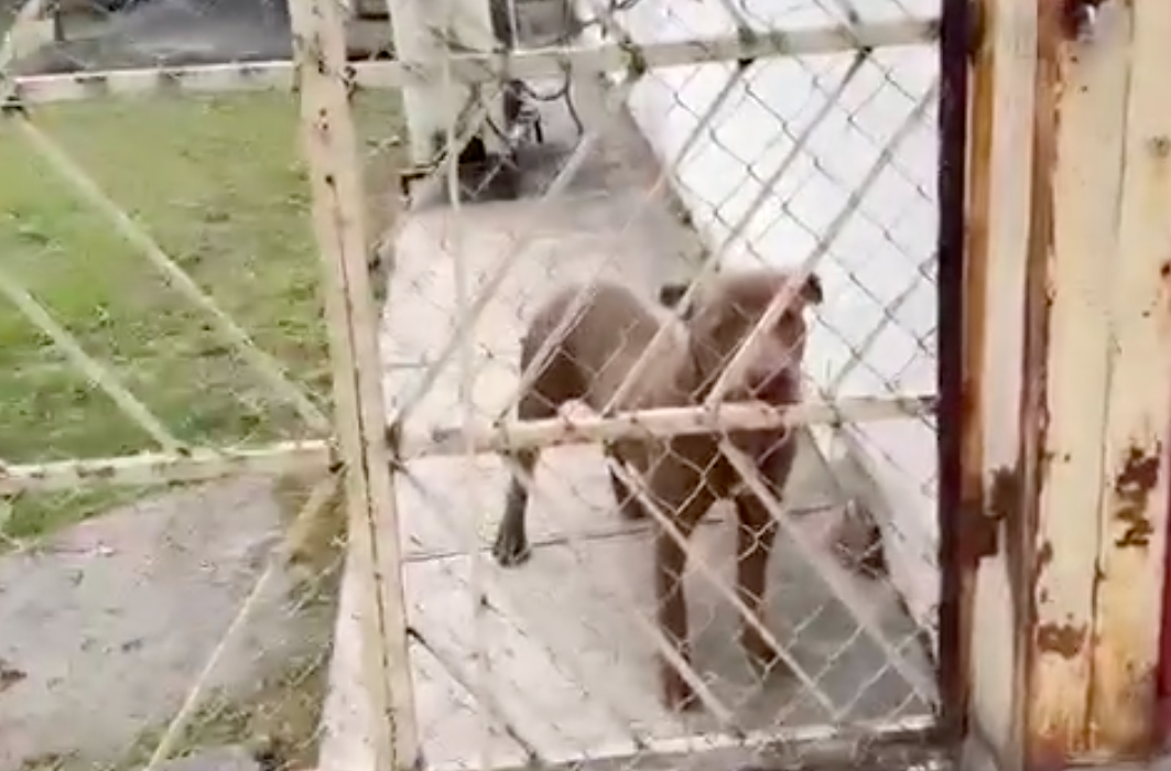 Pitbull se mete a secundaria de Monterrey; muerde a 3 chamacos