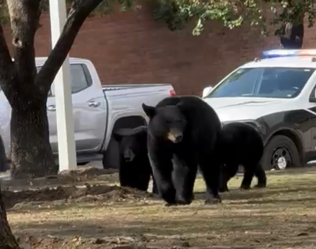 Osos recorren San Pedro «escoltados» por la policía