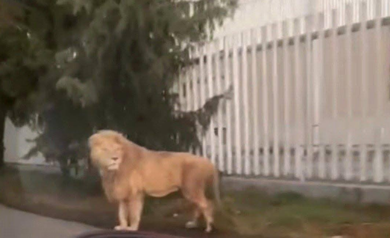 León sale de «roll» por vecindario de Ocoyoac, EdoMex