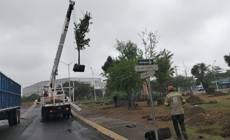 Reforesta Apodaca área verde en Paseo de Las Flores