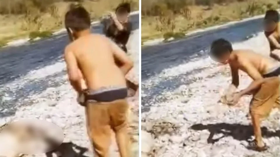 Toma Juárez medidas contra chamacos y adulto que mataron a pedradas a una cabra