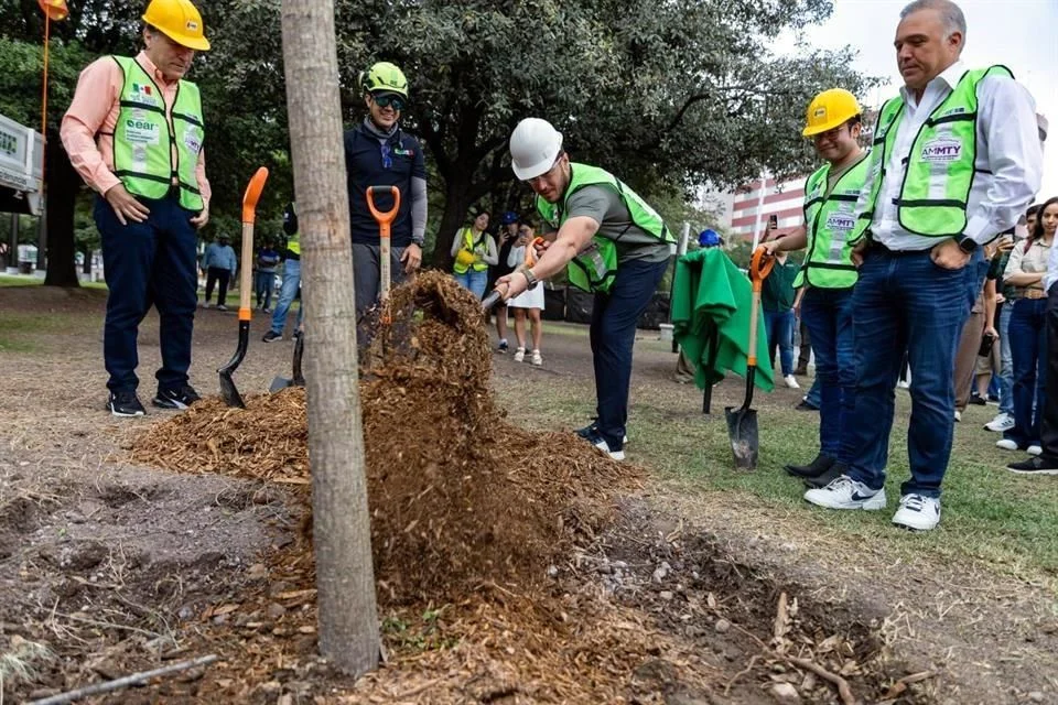 Afirman plantar 650 mil árboles, pero no dicen dónde