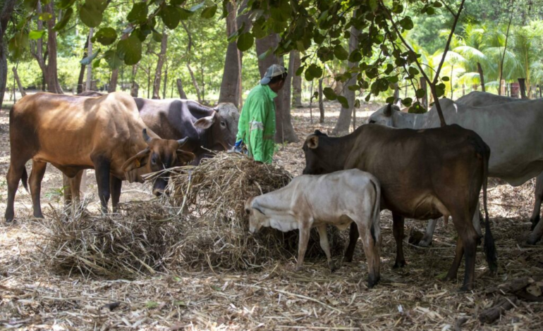 Suman cuatro casos de miasis por gusano barrenador en humanos en México