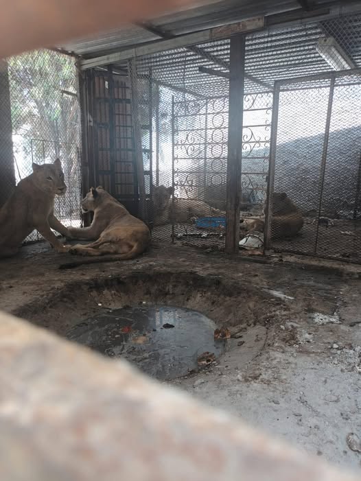 Rescata García a tres leonas y un león en precarias condiciones dentro de una quinta