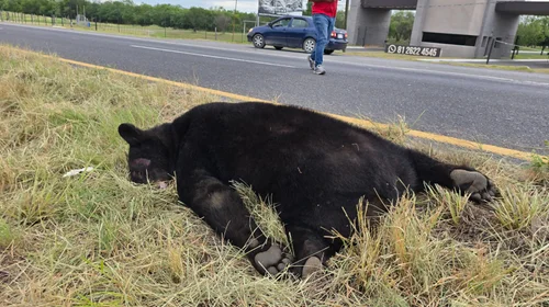 Atropellan a oso en Carretera Nacional