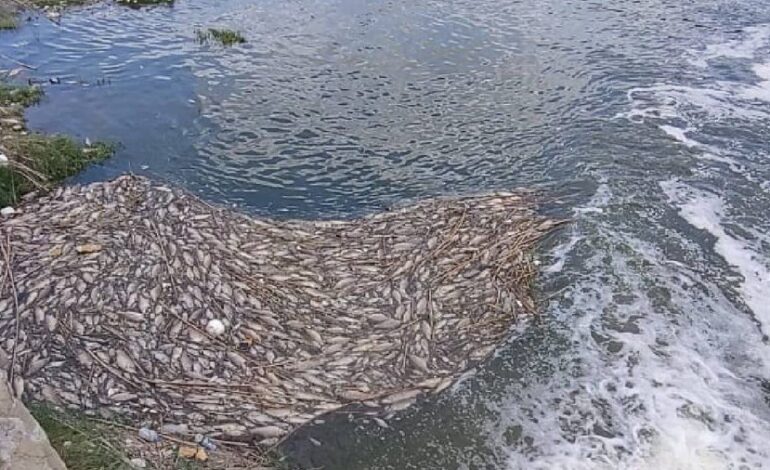 Tras denuncia de mortandad de peces en río Pesquería… apenas actúan