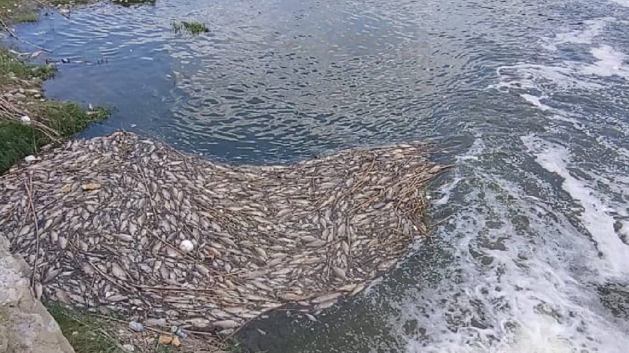 Tras denuncia de mortandad de peces en río Pesquería… apenas actúan