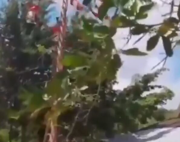 Caen voladores de Papantla durante ceremonia en Tihuatlán, Veracruz