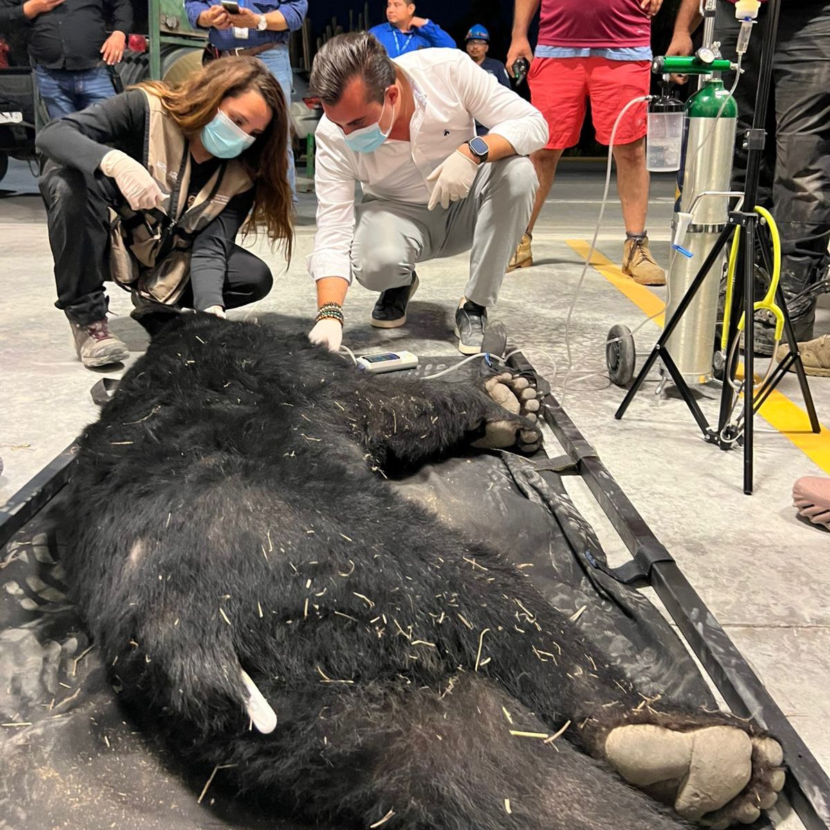 Rescata Protección Civil de García a oso negro en zona industrial