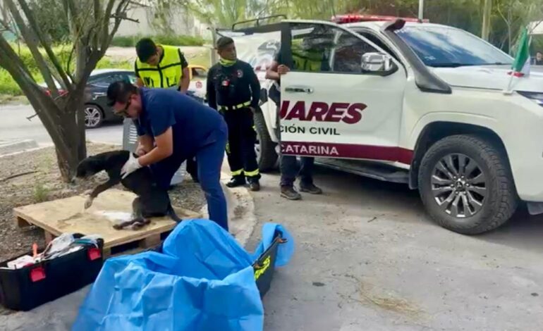Rescata Santa Catarina 38 animales en situación de abandono