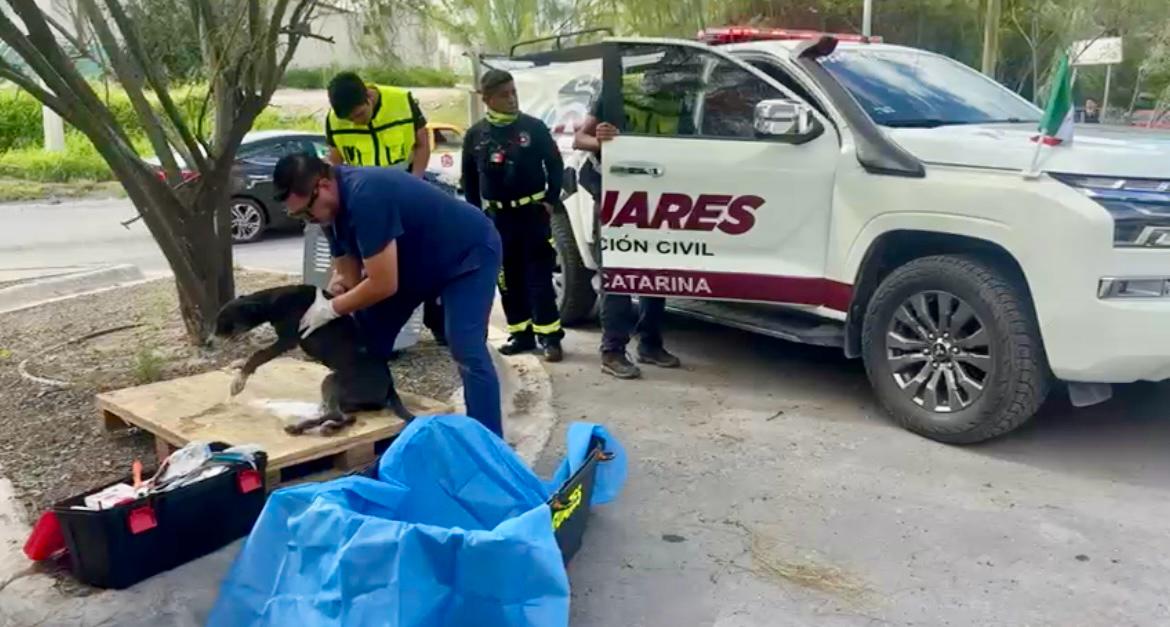 Rescata Santa Catarina 38 animales en situación de abandono