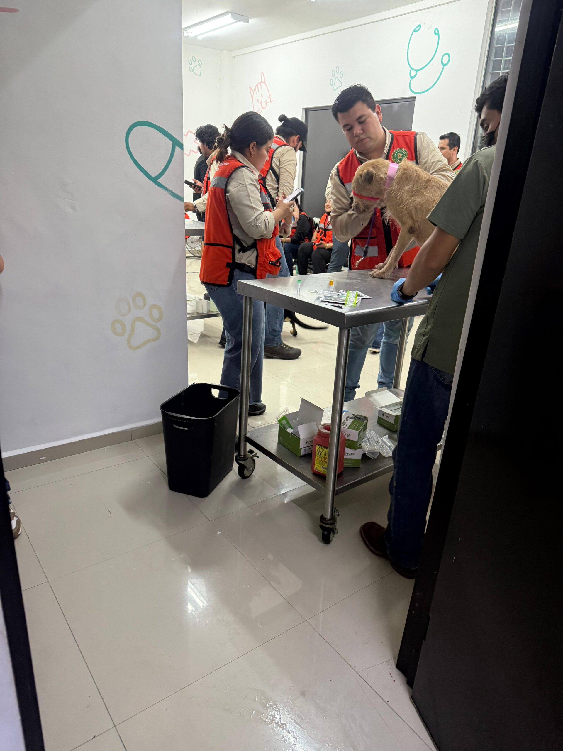 Constata fiscalía que 70 perros están con vida