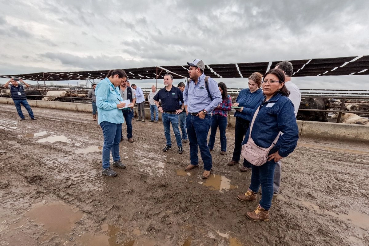 Detecta y retiene Senasica en NL animal con gusano barrenador