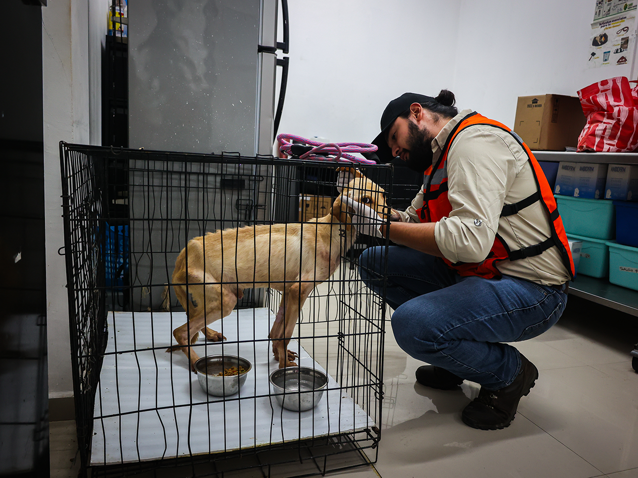 División Ambiental y Fiscalía de Nuevo León aseguran animales del Centro de Bienestar de Santa Catarina