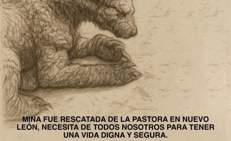 Profepa entrega la Osa Mina a una AC… ¡y la AC pide donativos para mantenerla!