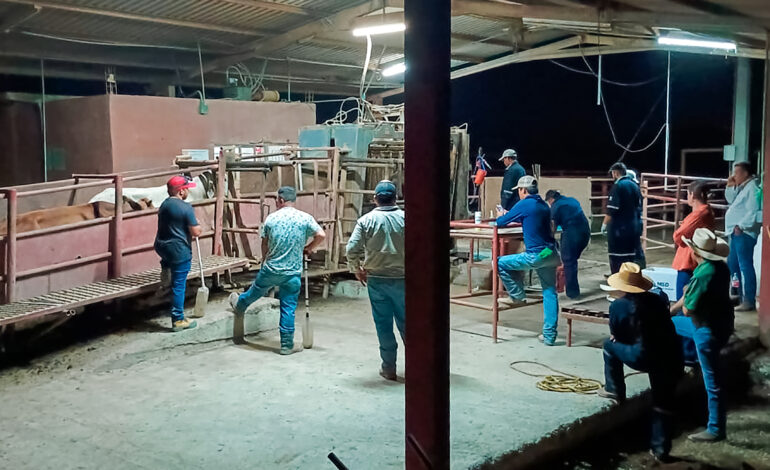 Protocolo reforzado contra el gusano barrenador demuestra su eficacia en un caso de NL: Agricultura