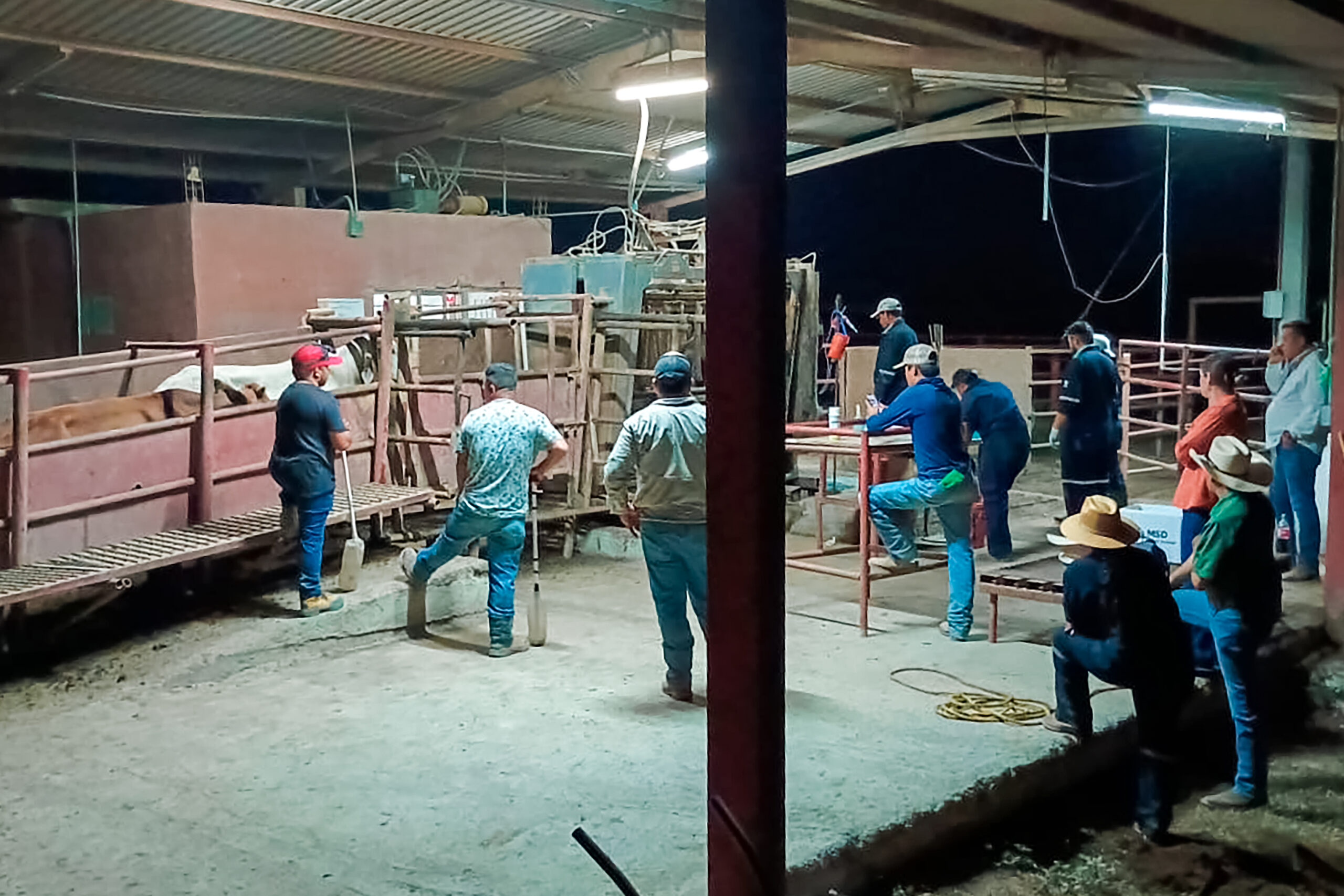 Protocolo reforzado contra el gusano barrenador demuestra su eficacia en un caso de NL: Agricultura