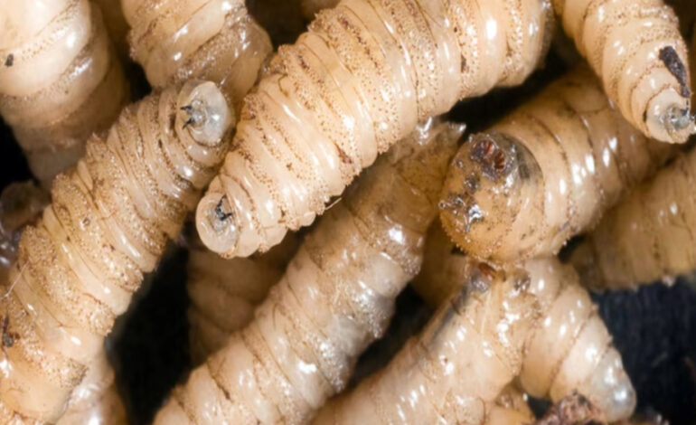 Se confirma otro caso de Gusano Barrenador en Montemorelos… dicen que es «aislado»