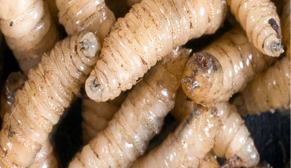 Se confirma otro caso de Gusano Barrenador en Montemorelos… dicen que es «aislado»