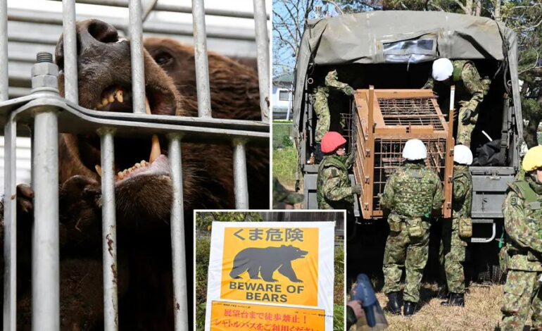 Aumentan ataques de osos en Akita, Japón: Activan plan militar