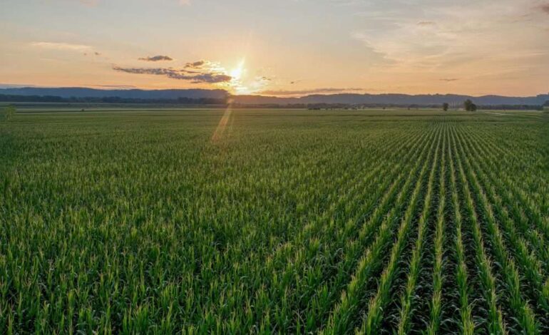 Campo mexicano requiere soluciones de fondo: CNC
