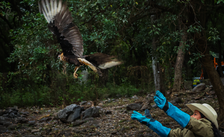 Libera ejemplar de caracara en su hábitat natural tras ser rescatado