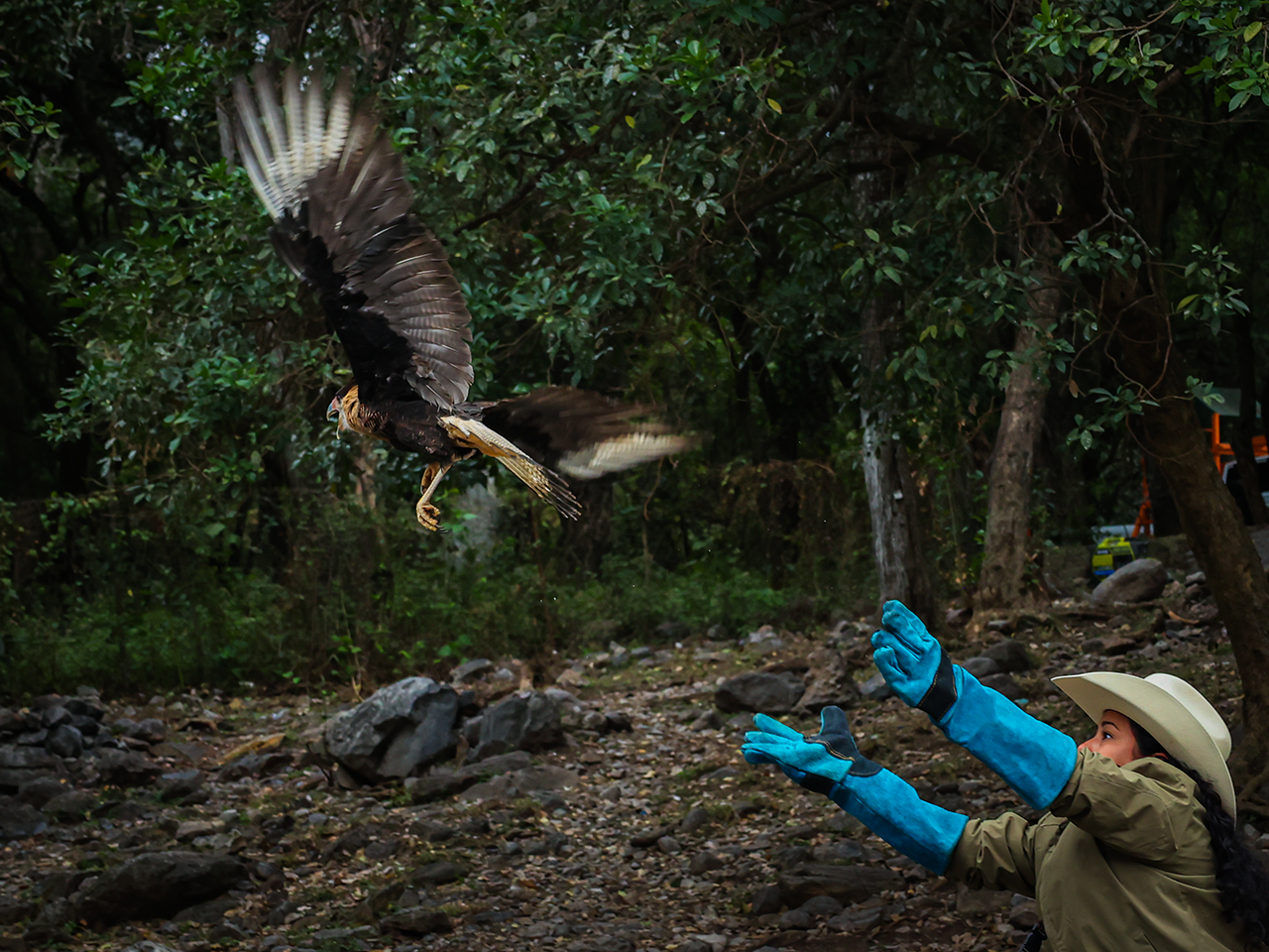 Libera ejemplar de caracara en su hábitat natural tras ser rescatado
