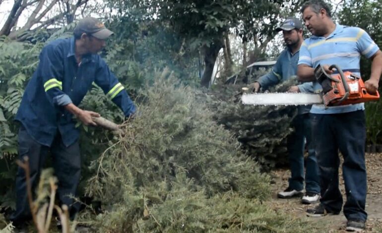 Instala Apodaca Centros de Acopio de pinos navideños en todas sus plazas públicas