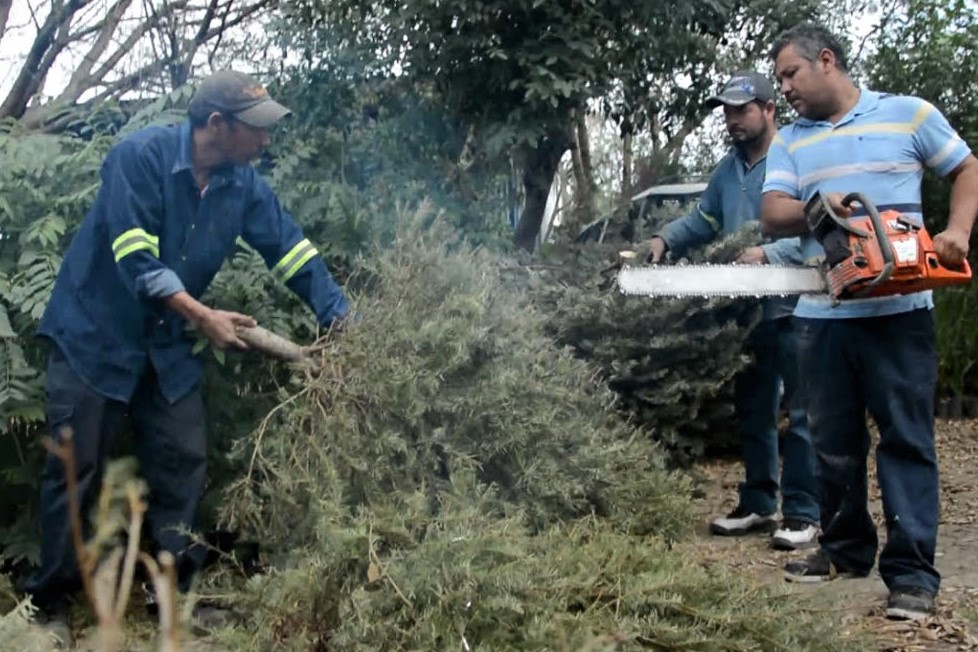 Instala Apodaca Centros de Acopio de pinos navideños en todas sus plazas públicas