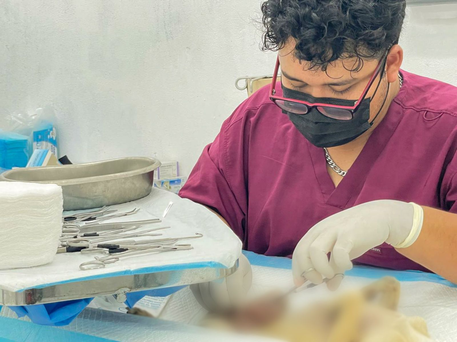 Impulsa Santa Catarina esterilizaciones gratuitas de perros y gatos