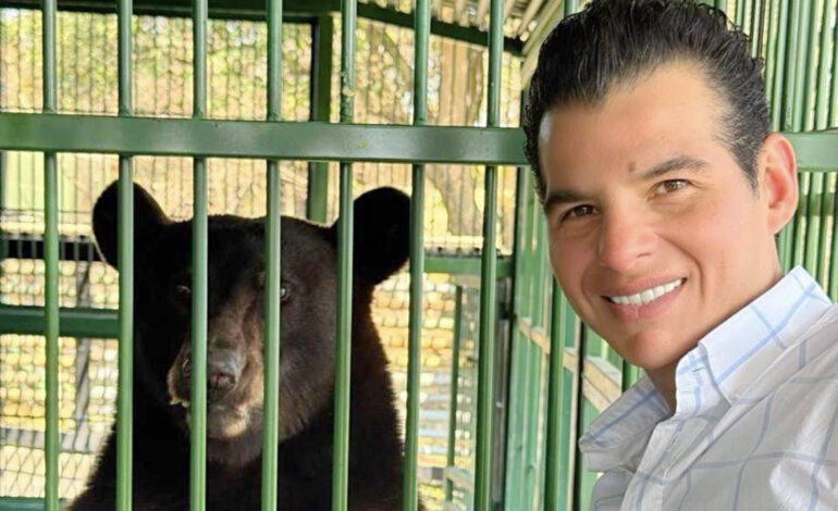 Mike Flores supervisa evolución de Tadeo, oso negro rescatado hace ocho meses