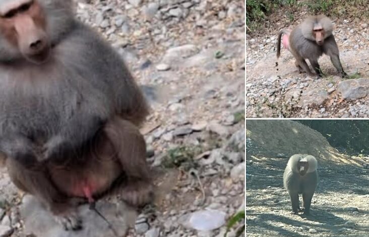 Reportan presencia de un Mandril en área de La Boca, en Santiago