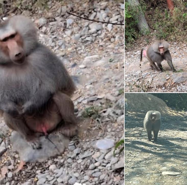 Reportan presencia de un Mandril en área de La Boca, en Santiago
