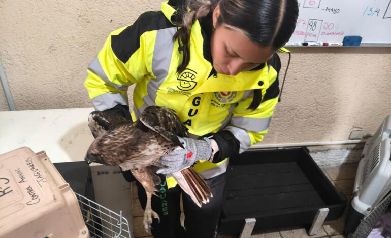 Jaguares ha rescatado a 36 animales en lo que va del año