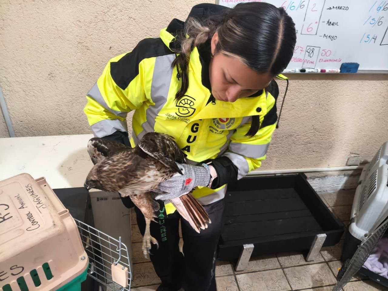 Jaguares ha rescatado a 36 animales en lo que va del año