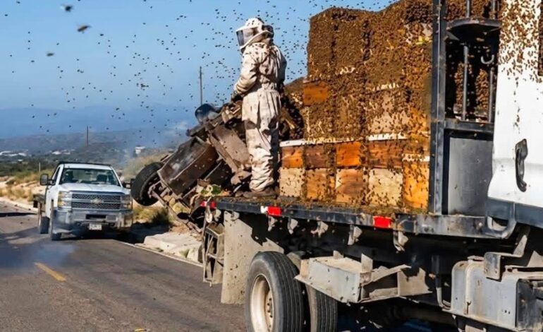 Escapan miles de abejas tras volcar camión que las transportaba en Dr. Arroyo, NL