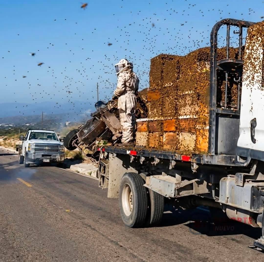 Escapan miles de abejas tras volcar camión que las transportaba en Dr. Arroyo, NL