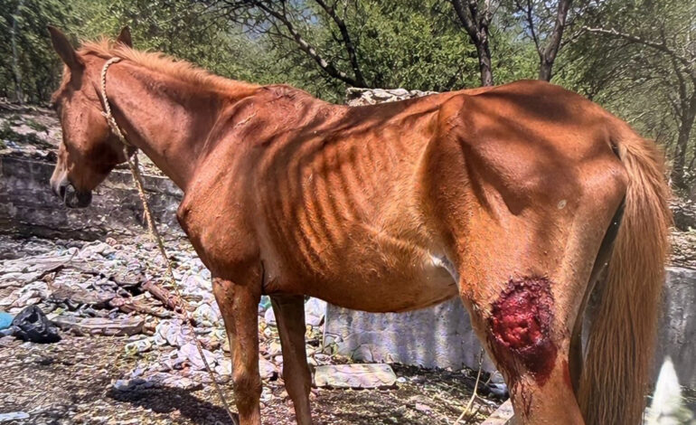Denuncian caballos sueltos y heridos en La Rioja