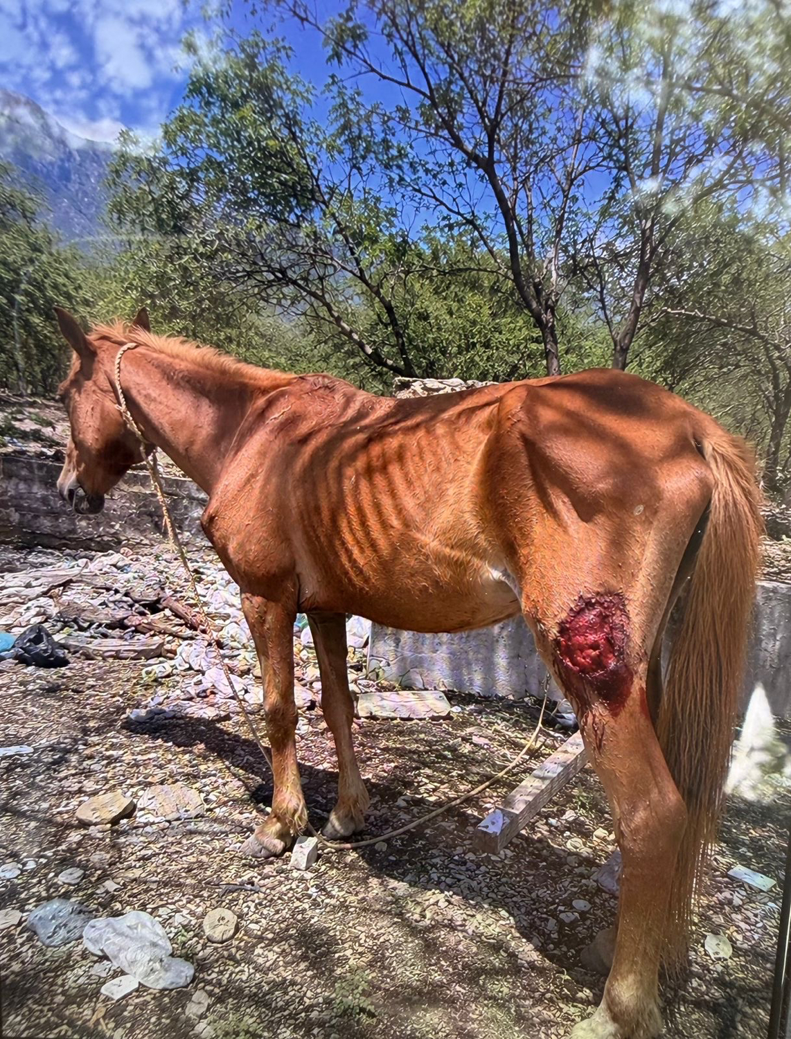 Denuncian caballos sueltos y heridos en La Rioja