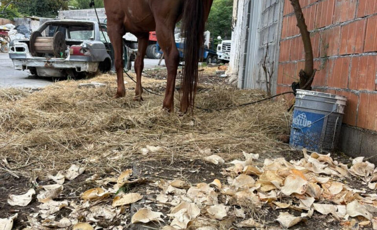 Vecinos piden rescate de caballo abandonado en Cerro de la Campana