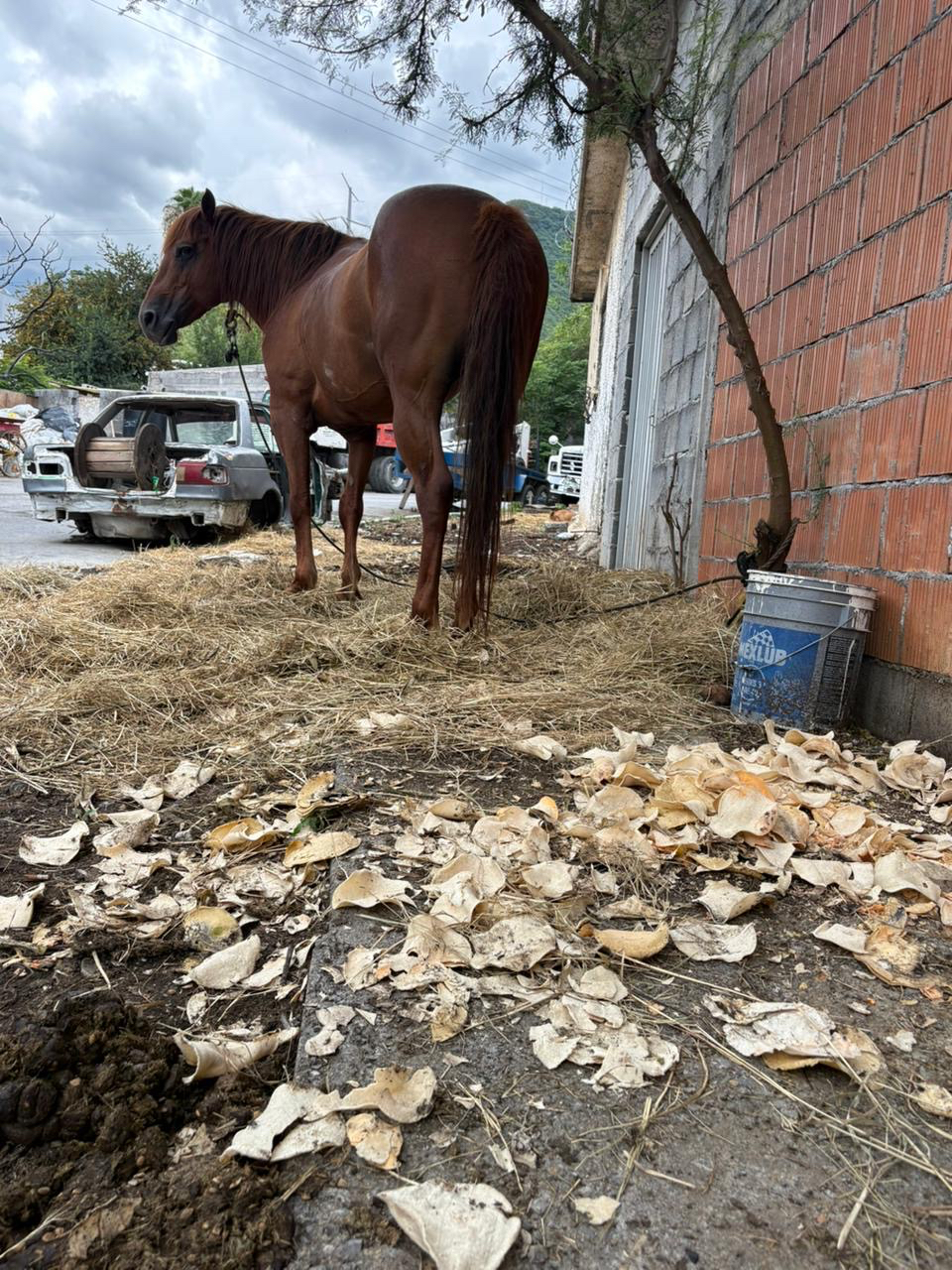 Vecinos piden rescate de caballo abandonado en Cerro de la Campana