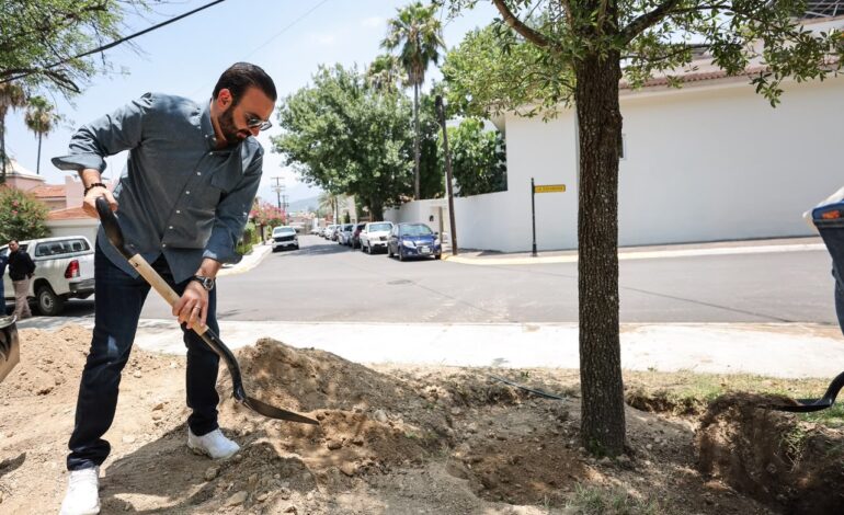 Siembra San Pedro los encinos más grandes del programa Gigantes Verdes