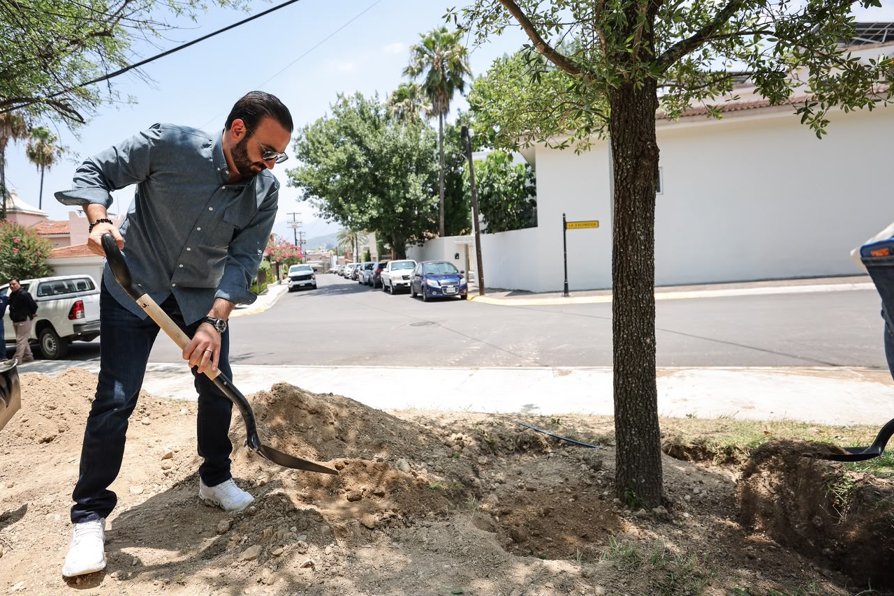 Siembra San Pedro los encinos más grandes del programa Gigantes Verdes