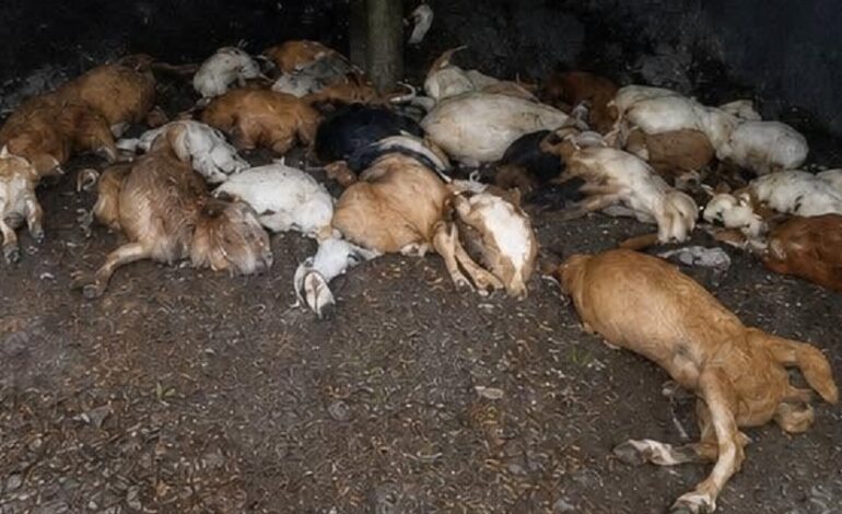 ¡Rayos! Descarga mata a 38 cabras en poblado de Galeana, NL, durante tormenta