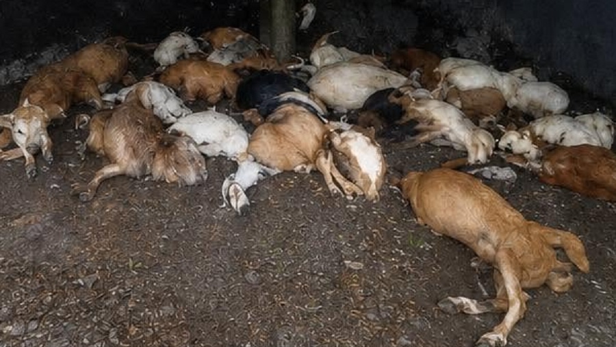 ¡Rayos! Descarga mata a 38 cabras en poblado de Galeana, NL, durante tormenta