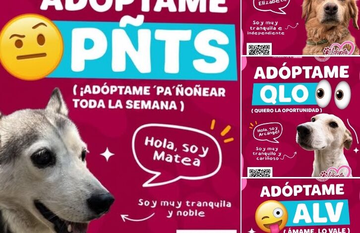 Lanza García innovadora campaña para adopción de mascotas