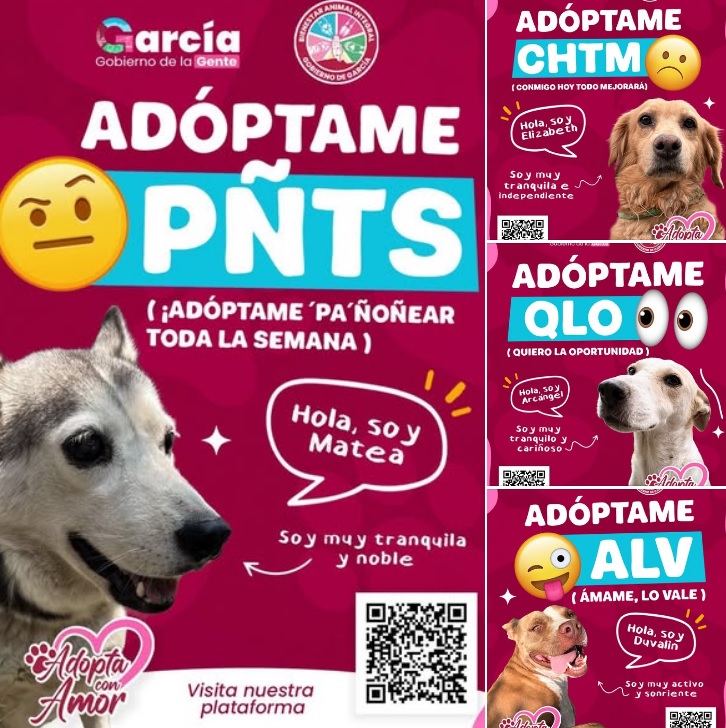 Lanza García innovadora campaña para adopción de mascotas