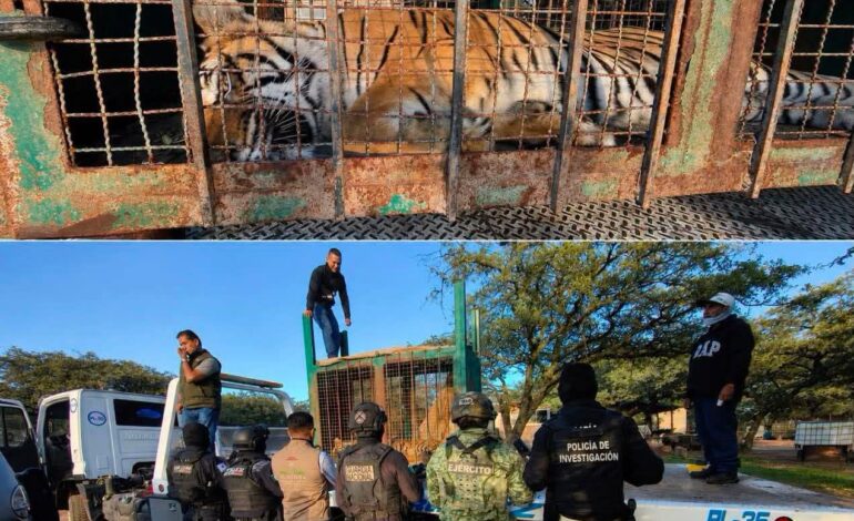 Malandros abandonan Tigre de Bengala en narcocampamento localizado en Zacatecas