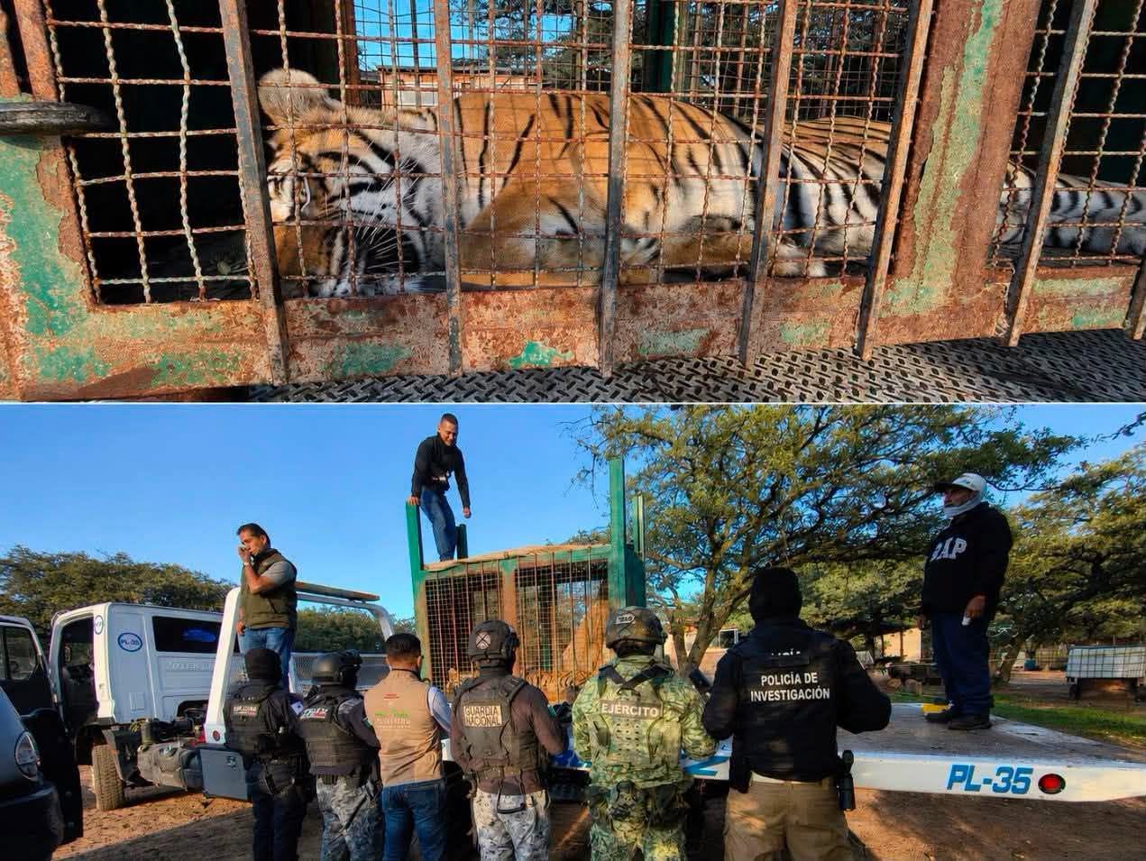 Malandros abandonan Tigre de Bengala en narcocampamento localizado en Zacatecas