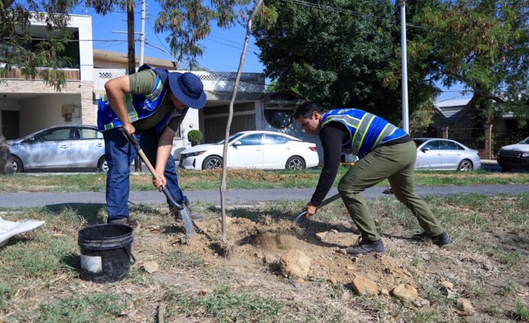 Impulsa Monterrey plantación de árboles nativos en Plaza de la Concordia